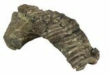 Hadrosaur (Hypacrosaurus) Jaw Section - Two Medicine Formation #110303-1